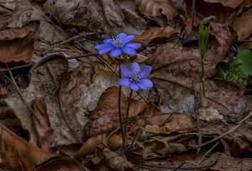 Liverwort (Anemone hepatica) from Czech forests