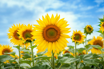 Blooming sunflower head with seeds against the blue sky. A field of sunflowers.