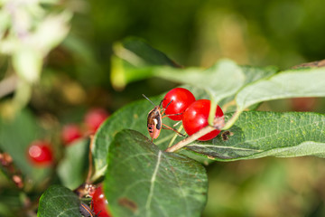 Orange and black bug on bright red berries