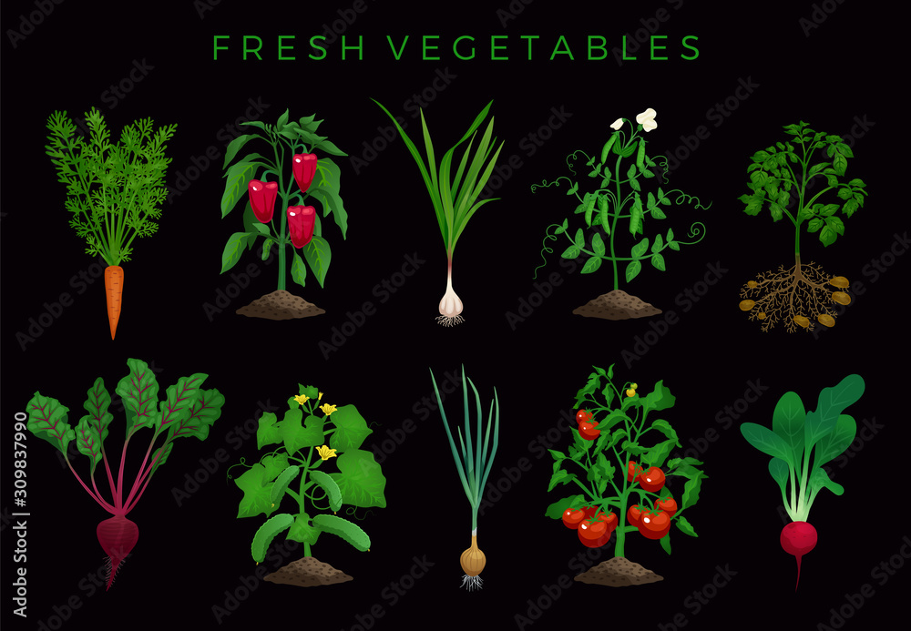 Wall mural Fresh Vegetables Organic Set