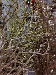  christmas natural backgrounds