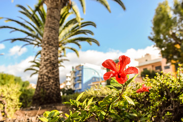 Naklejka na ściany i meble Flower in Los Llanos, La Palma (Canary islands)