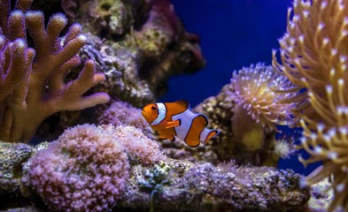 Clown fish swims among the corals