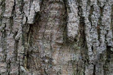 Relief texture of the brown bark of a tree with green moss and lichen on it. 