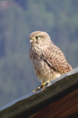 Junger Turmfalke, Falco tinnunculus