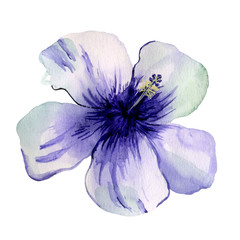 Watercolor hand painted illustration of bright blue hibiscus flower. Tender tropical artwork for trendy design.