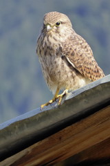 Junger Turmfalke, falco tinnunculus 