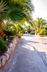 Fototapeta premium Tourist walking by green alley with growing palm trees and velvet rosemary plants hanging on stone fences.