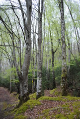 Green beech forest 