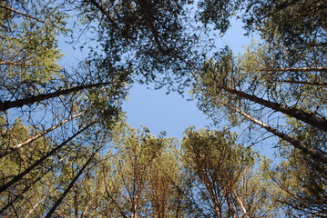 Pines in the sky