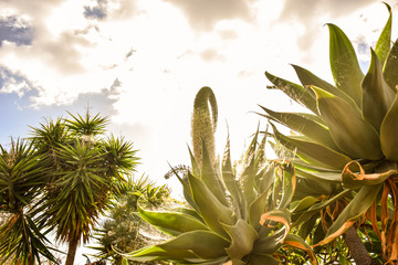 Fototapeta na wymiar Subtropical garden on La Palma