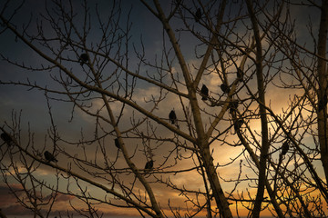 Fototapeta na wymiar Birds in a Tree :)