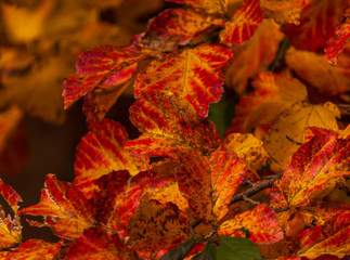 maple leaves in autumn