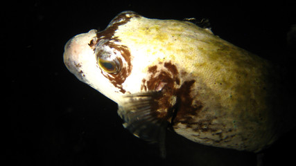 Kugelfisch bei Nacht © Thomas