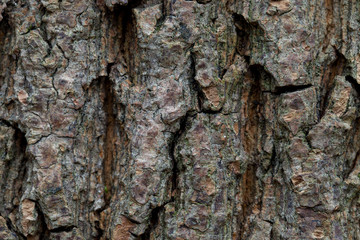 Relief texture of the brown bark of a tree with green moss and lichen on it. 