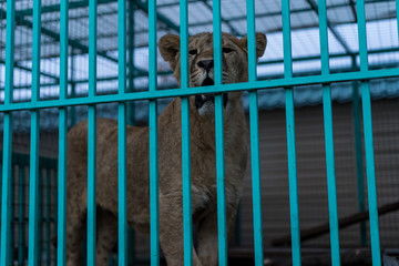 Lion in a cage at the zoo