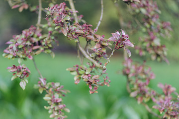 Äste mit roten Blättern und Knospen