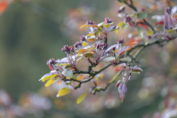 Äste mit roten Blättern und Knospen