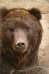 Portrait of a brown bear. Sad face. Wild animal pattern for design.