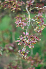 Äste mit roten Blättern und Knospen