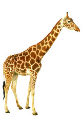 Giraffe in profile in full length isolated on a white background. Wild animal pattern for design.