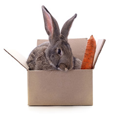 Rabbit with carrot in a box.