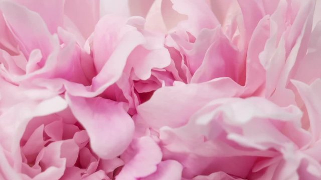 Beautiful pink peony background. Blooming peony flower outdoor, time lapse, closeup. Macro