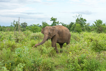 Fototapeta na wymiar Portrait of an adult Ceylon elephant eating fresh green vegetation