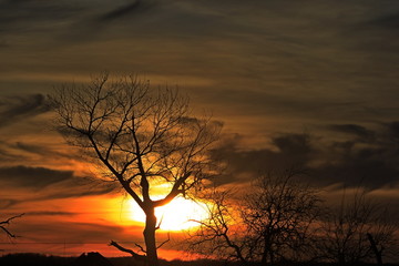 silhouette of a tree at sunset out in the country in Kansas