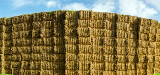 sheaves of hay stacked into wall on the field in england uk on a sunny day