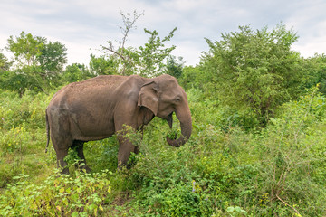 Portrait of an adult Ceylon elephant (Elephas maximus maximus), Sri Lanka