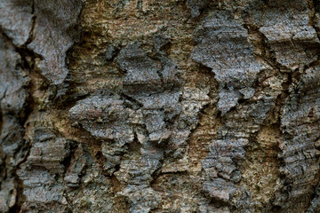 Relief texture of the brown bark of a tree with green moss and lichen on it. 