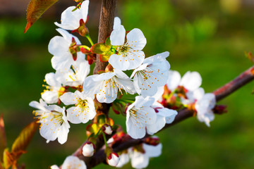 White peach flowers on green grass background in sunny weather_