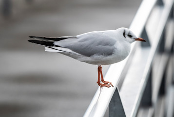 Möwe auf einem Brückengeländer