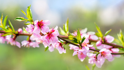 Fototapeta premium Pink peach flowers on light green blurred background_