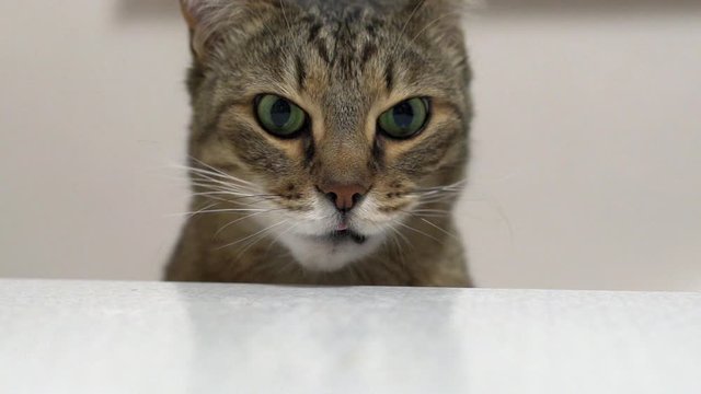 Striped cat licks yogurt from the table, slow motion
