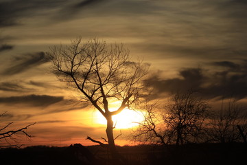 silhouette of tree in sunset with clouds in Kansas.