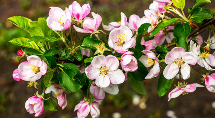 Branch of apple trees with pink flowers. Spring garden_