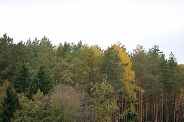 autumn forest