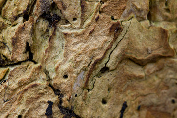 rotten old wood, textured background top view. Abstract background.