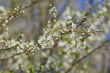 Spring blossom in Estonia during spring season