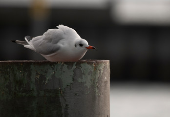 Möwe hockt auf dem Pier am Hafen