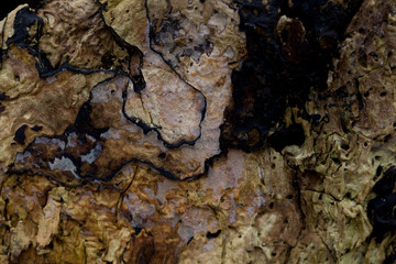 rotten old wood, textured background top view. Abstract background.
