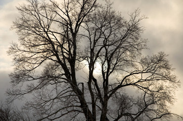 Dark Sihouette of a Tree with Sun in Background during Winter