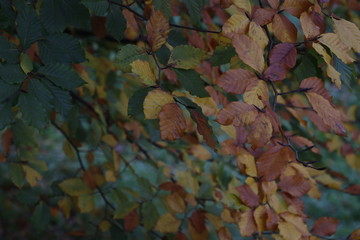 Autumn in an urban park