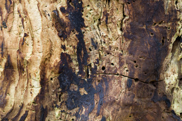 rotten old wood, textured background top view. Abstract background.