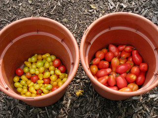 Red and yellow cherry tomatoes in pots on the ground