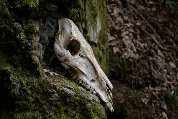 creepy skull cranium of an animal in forest dead death life wild boar