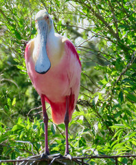 Roseate spoonbill perched on post in Florida