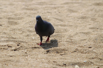 Black Pigeon walking alone on Marina Beach